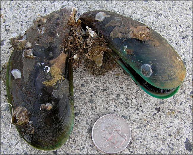 Perna viridis (Linnaeus, 1758) Asian Green Mussel