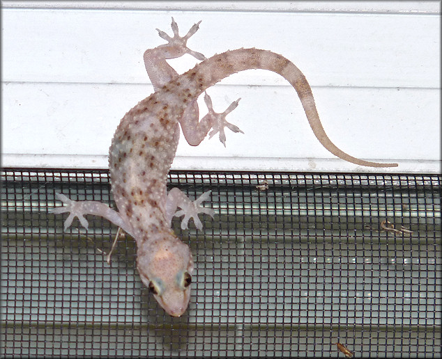 Mediterranean Gecko - [Hemidactylus turcicus (Linnaeus, 1758)]