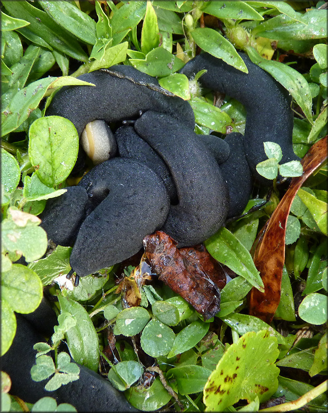 Belocaulus angustipes (Heynemann, 1885) Black-velvet Leatherleaf Mating