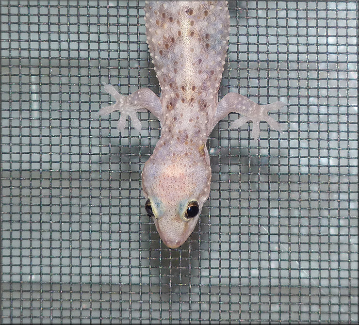 Mediterranean Gecko - [Hemidactylus turcicus (Linnaeus, 1758)]