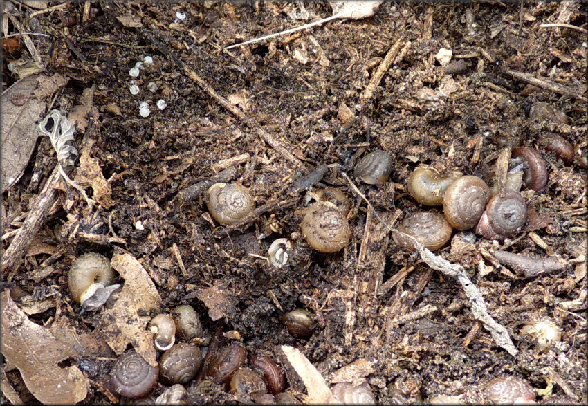 Triodopsis messana Hubricht, 1952 Pinhole Three-tooth With Eggs