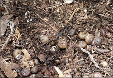 Triodopsis messana Hubricht, 1952 Pinhole Three-tooth With Eggs