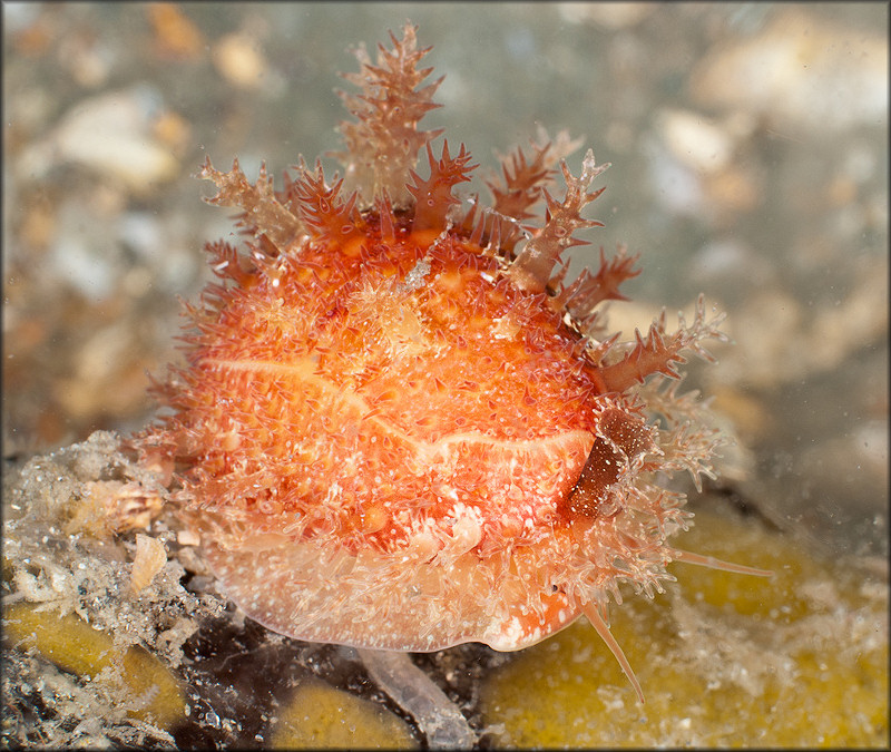 Erosaria acicularis (Gmelin, 1791) Atlantic Yellow Cowrie