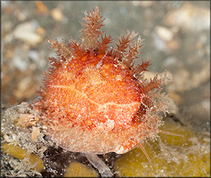 Erosaria acicularis (Gmelin, 1791) Atlantic Yellow Cowrie