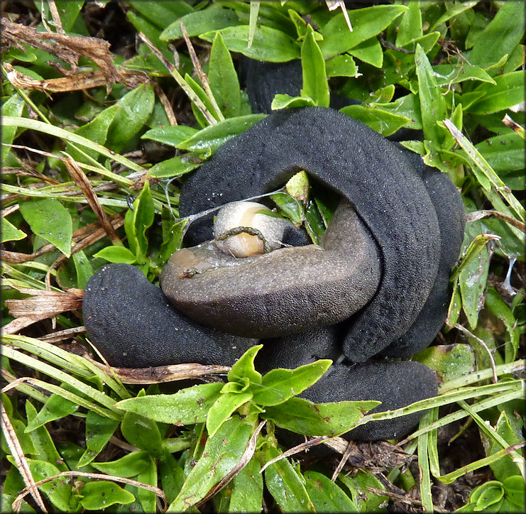 Belocaulus angustipes (Heynemann, 1885) Black-velvet Leatherleaf Mating