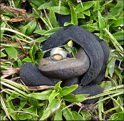 Belocaulus angustipes (Heynemann, 1885) Black-velvet Leatherleaf Mating