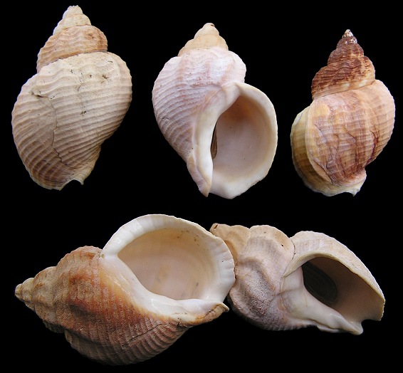 Buccinum undatum Linnaeus, 1758 Waved Whelk