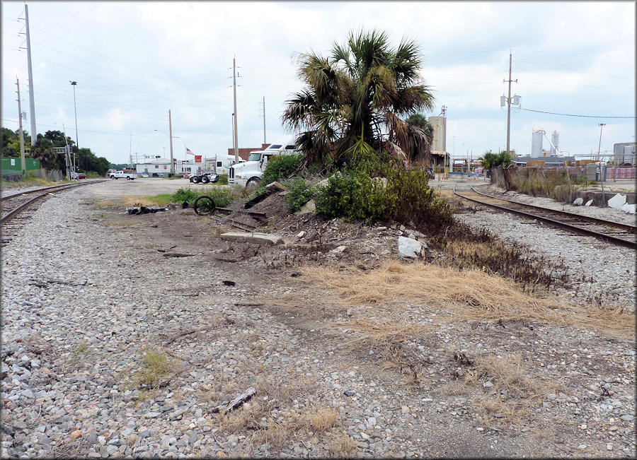 Bulimulus sporadicus (d’Orbigny, 1835) Habitat Near Talleyrand Avenue (8/14/2014)