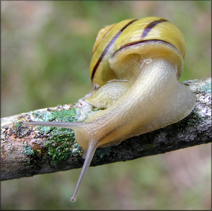 Cepaea nemoralis (Linnaeus, 1758) Grovesnail