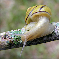 Cepaea nemoralis (Linnaeus, 1758) Grovesnail