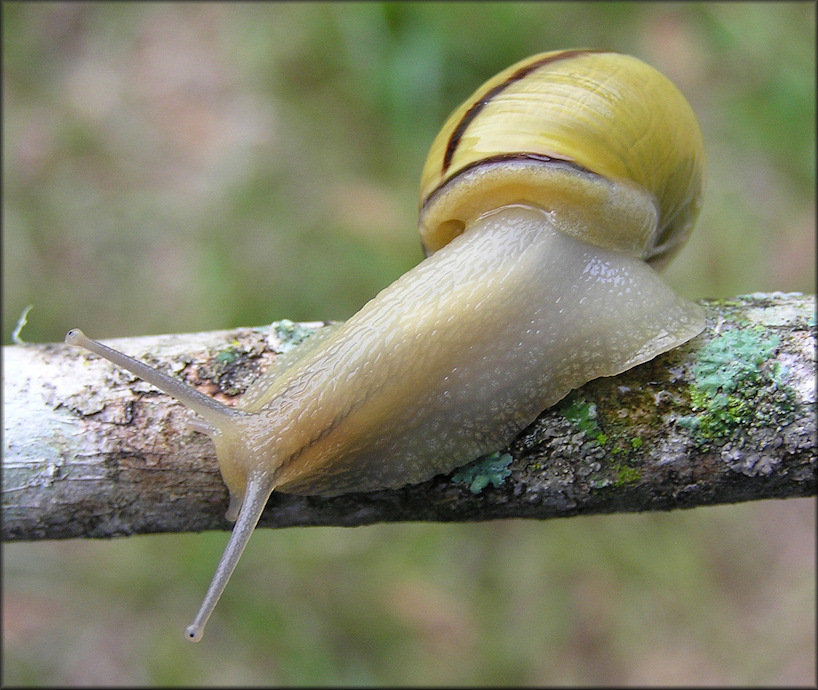 Cepaea nemoralis (Linnaeus, 1758) Grovesnail