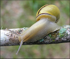 Cepaea nemoralis (Linnaeus, 1758) Grovesnail