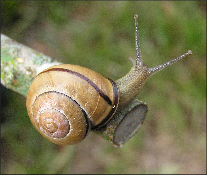 Cepaea nemoralis (Linnaeus, 1758) Grovesnail