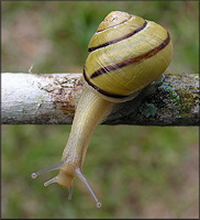 Cepaea nemoralis (Linnaeus, 1758) Grovesnail