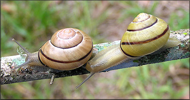 Cepaea nemoralis (Linnaeus, 1758) Grovesnail