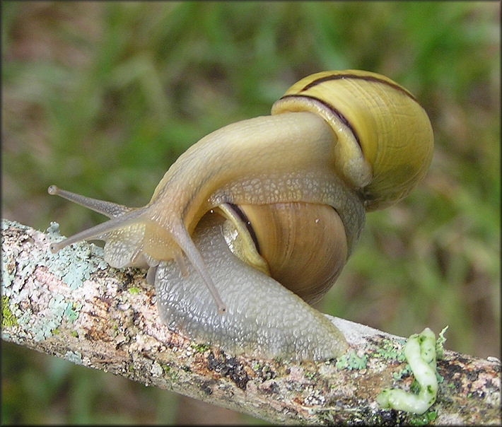 Cepaea nemoralis (Linnaeus, 1758) Grovesnail