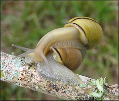 Cepaea nemoralis (Linnaeus, 1758) Grovesnail