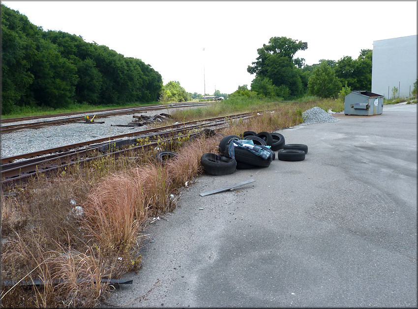 Bulimulus sporadicus (d’Orbigny, 1835) Habitat Near Martin Luther King Parkway (8/17/2014)