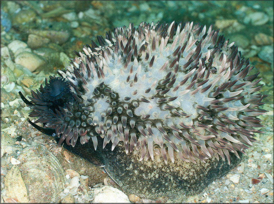 Macrocypraea cervus (Linn, 1771) Atlantic Deer Cowrie