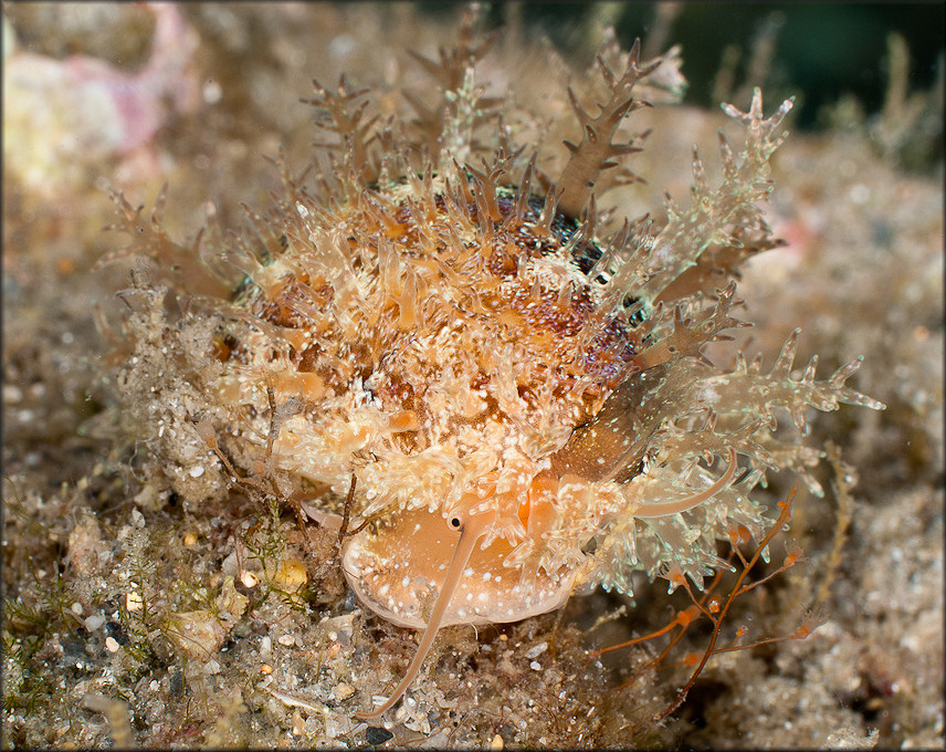 Erosaria acicularis (Gmelin, 1791) Atlantic Yellow Cowrie