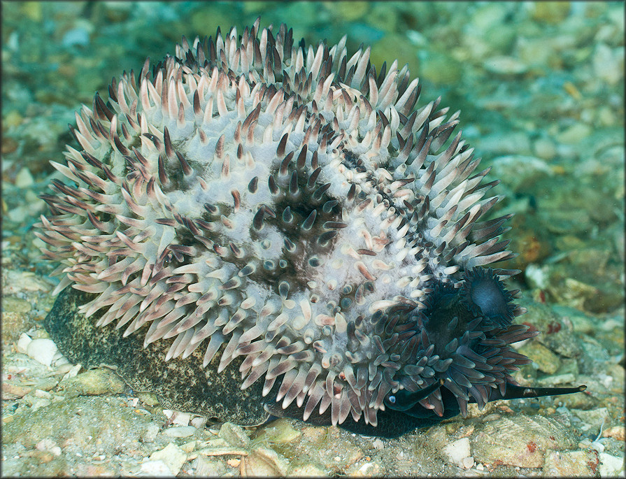 Macrocypraea cervus (Linn, 1771) Atlantic Deer Cowriee