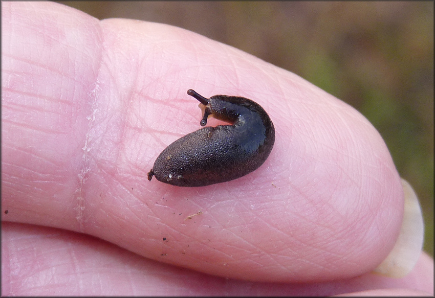 Belocaulus angustipes (Heynemann, 1885) Black-velvet Leatherleaf Juvenile