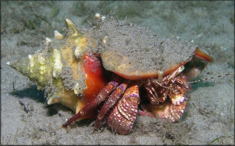 Strombus pugilis Linnaeus, 1758 With Giant Hermit [Petrochirus diogenes]