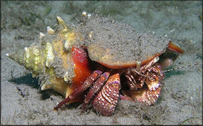 Strombus pugilis Linnaeus, 1758 With Giant Hermit [Petrochirus diogenes]