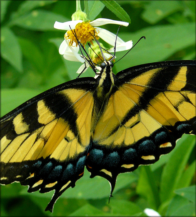 Eastern Tiger Swallowtail [Papilio glaucus]