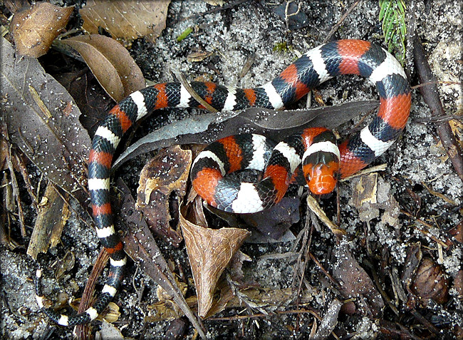 Scarlet Kingsnake [Lampropeltis triangulum elapsoides] Juvenile