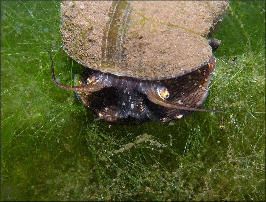 Pomacea paludosa (Say, 1829) Florida Applesnail