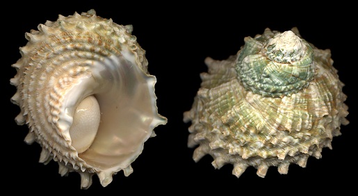 Lithopoma caelatum (Gmelin, 1791) Carved Starsnail