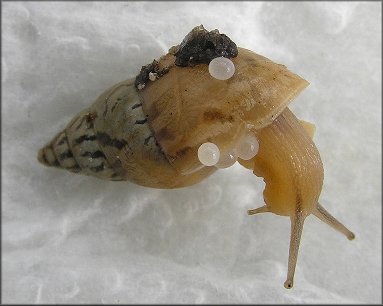 Bulimulus sporadicus (d’Orbigny, 1835) With Eggs