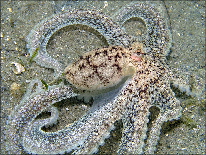 Octopus defilippi Verany, 1851 Atlantic Longarm Octopus