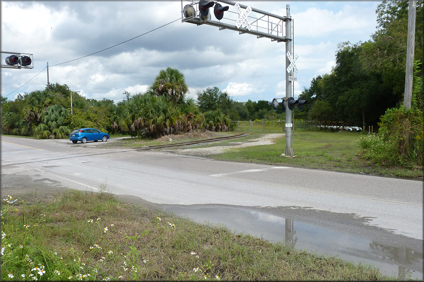 Looking east across Evergreen Avenue towards the Daedalochila habitat (10/2/2014)