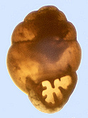 Vertigo oralis Sterki, 1898 (1.9 mm.)