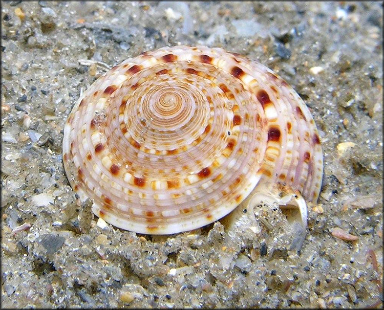 Architectonica nobilis Rding, 1798 Common Sundial In Situ