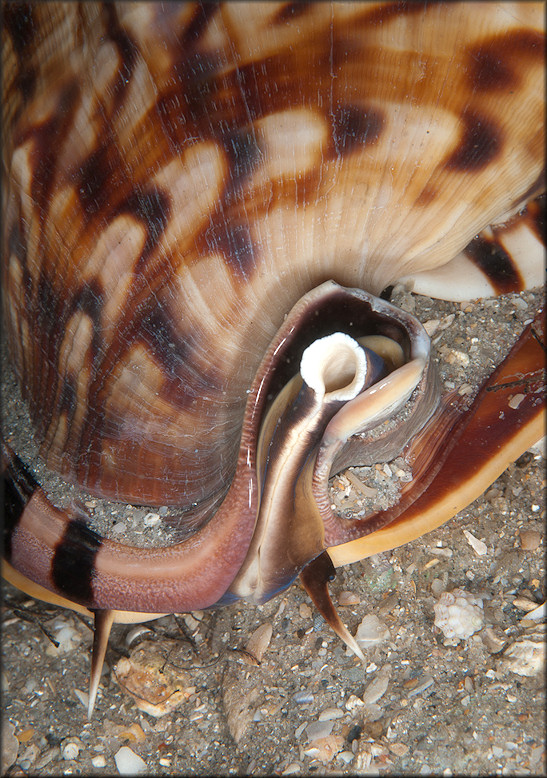 Cassis flammea (Linnaeus, 1758) Flame Helmet