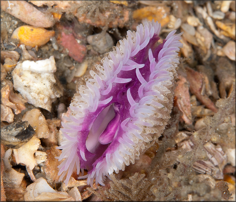 Lima caribaea d'Orbigny, 1853 Spiny Fileclam In Situ