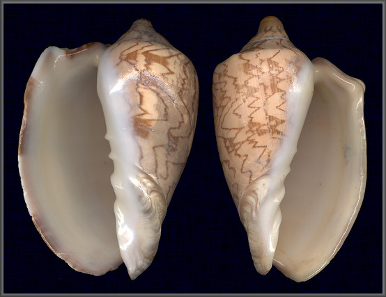 Sinistral Cymbiola nobilis (Lightfoot, 1786)