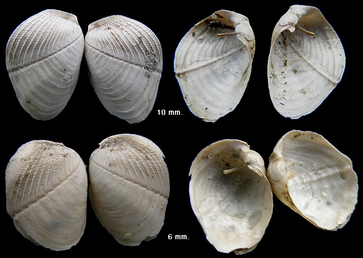 Martesia cuneiformis (Say, 1822) Wedge Piddock