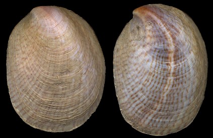 Crepidula fornicata (Linnaeus, 1758) Common Atlantic Slippersnail