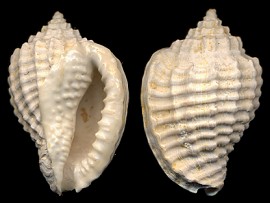 Morum chipolanum Maury, 1925 - Florida Fossil