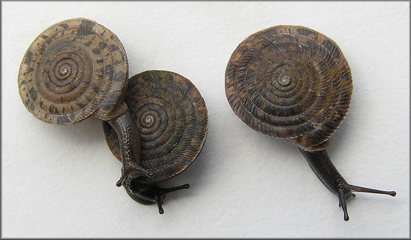 Polygyra septemvolva Say, 1818 Florida Flatcoil