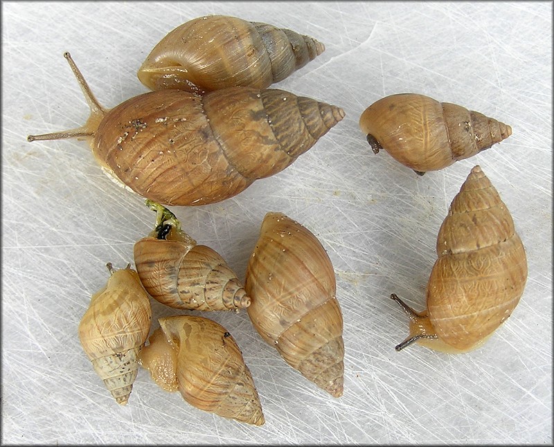 Bulimulus sporadicus (d’Orbigny, 1835)