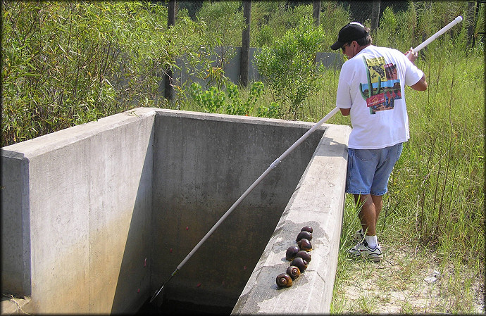 Collecting Pomacea canaliculata At The Lake