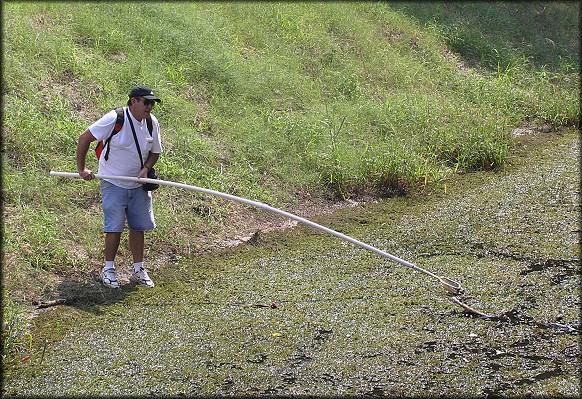 Collecting Pomacea canaliculata In "The Ditch"