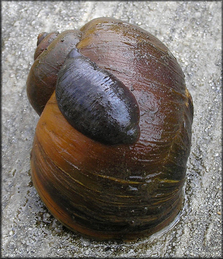 Pomacea canaliculata (Lamarck, 1822) With Leech