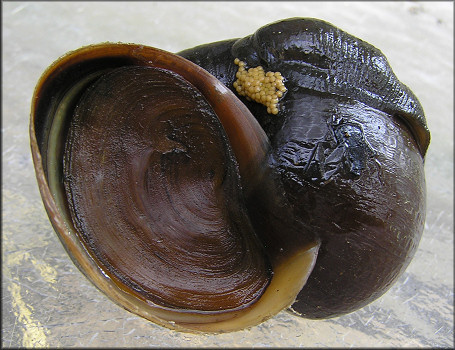 Pomacea canaliculata (Lamarck, 1822) With Leech And Leech Eggs