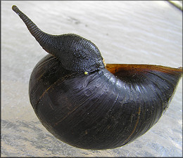 Pomacea canaliculata (Lamarck, 1822) With Leech And Leech Eggs